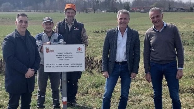 Maggiora, danni da cinghiali: posate reti elettrificate fornite dalla Provincia