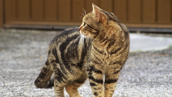 Benessere e gestione colonie feline: fondi regionali per progetto di Borgomanero