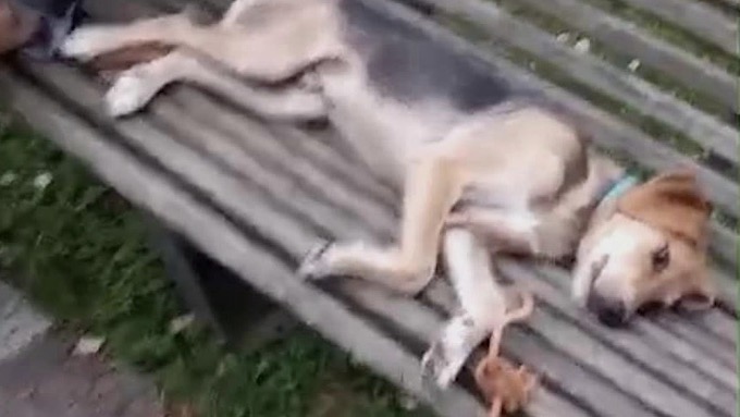 Borgomanero, cane abbandonato legato ad una panchina