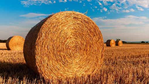 Agricoltura: oltre 81 milioni di euro per il Pac a 14mila aziende agricole