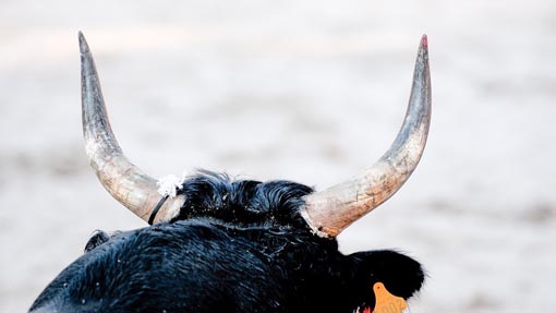 A26, toro fugge da un carrello ribaltato: bloccato