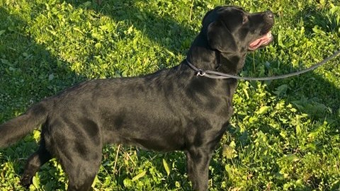 Polizia Locale di Novara, arriva Heidi per l'Unità cinofila