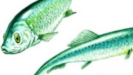 Il 12 dicembre la manifestazione delle "Sardine" novaresi