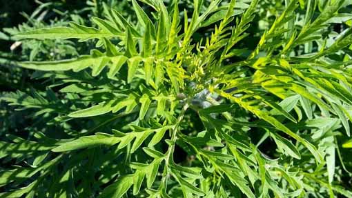 Prevenzione della diffusione dell'ambrosia: ordinanza per lo sfalcio