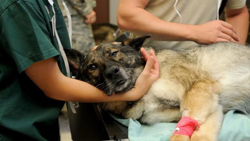 Novara, attivato il servizio di ambulanza veterinaria