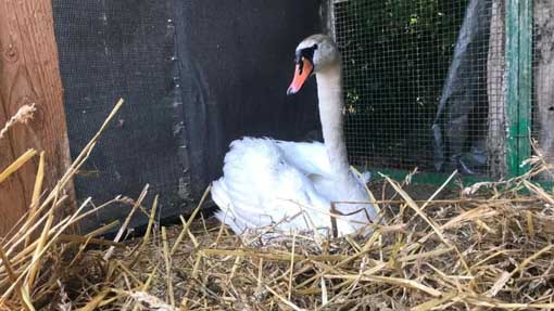 Cigno ferito salvato dalla Polizia Provinciale