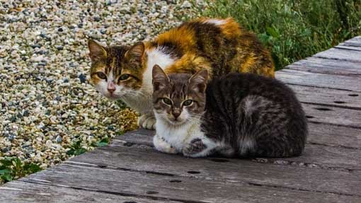 Trecate, i numeri di emergenza per gatti feriti o abbandonati