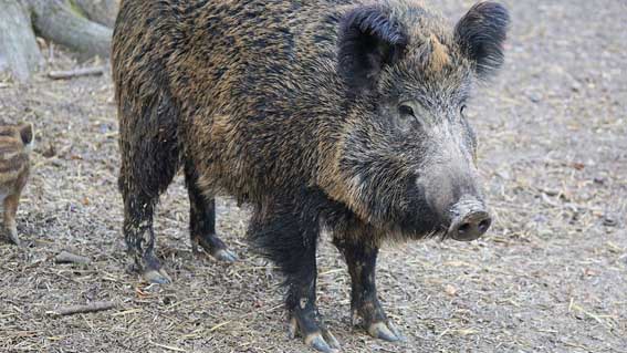 Regione, più risorse per i danni all'agricoltura provocati da animali selvatici