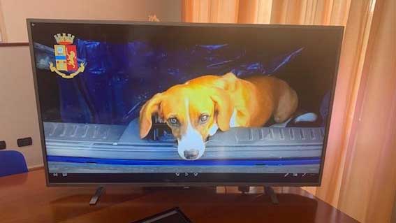 foto cane