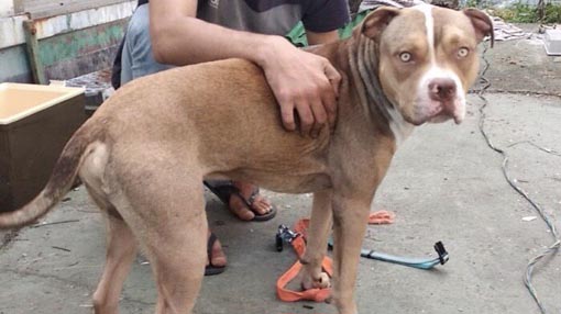 Polizia locale: cane salvato da possibili maltrattamenti