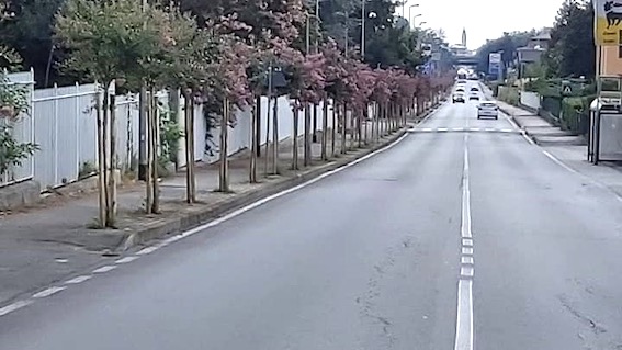 Oleggio, terminata la sistemazione degli alberi in via Novara e via Minola