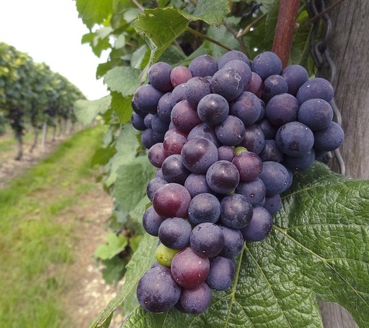 Vendemmia in Piemonte, Coldiretti: "Fare presto per semplificare il voucher agricolo"