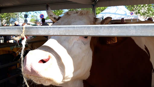 Oleggio, annullata la Fiera Agricola