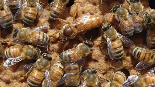 Cameri: sito di arnie alla Igor Gorgonzola per il progetto "bee-friendly"