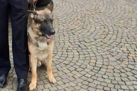 Controllo congiunto antidroga a Cerano: il cane Baldo trova stupefacenti. Due persone segnalate