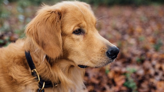 Mezzomerico, sanzioni per la mancata raccolta di deiezioni canine