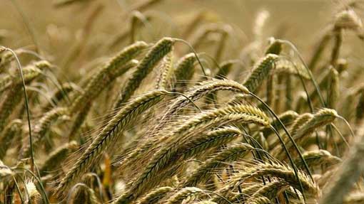 Contributi regionali per le filiere corte dei mercati locali