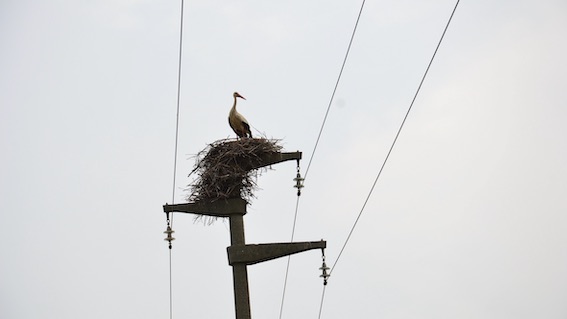 Momo, nido di cicogne su un palo di media tensione: salvataggio da una squadra di E-distribuzione. Foto