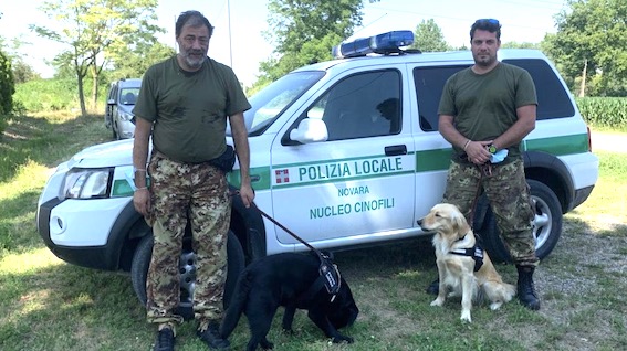 Novara, Unità Cinofila della polizia locale: continuano gli allenamenti per Holly e Heidi