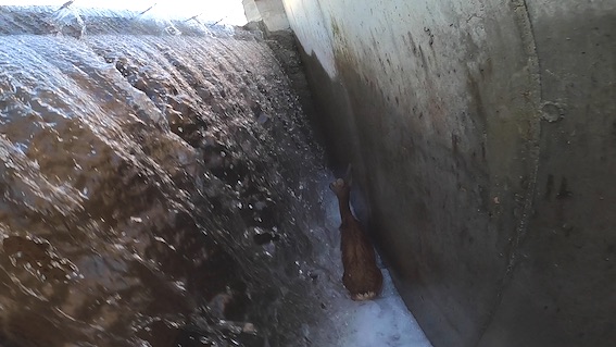 Recetto, salvata capriola caduta nel canale Cavour