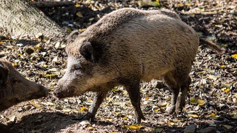Ambito Territoriale di Caccia 1-2 di Novara: dimissioni dei rappresentanti di Coldiretti
