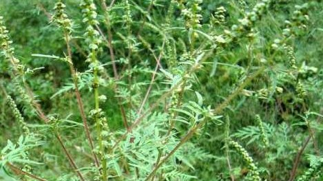 Oleggio, ordinanza per lo sfalcio dell'ambrosia per la prevenzione delle allergie