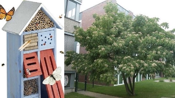 Trecate, un "bee hotel" al bioparco della Roggia Moretta