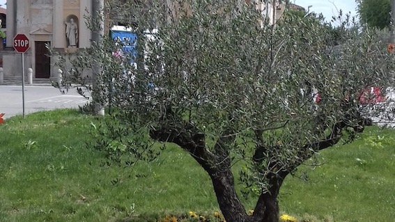 Oleggio, piantumati due ulivi come segno di rinascita