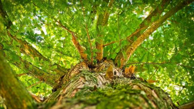 La Protezione Civile di Massino Visconti aderisce a "M'illumino di meno" piantando un albero