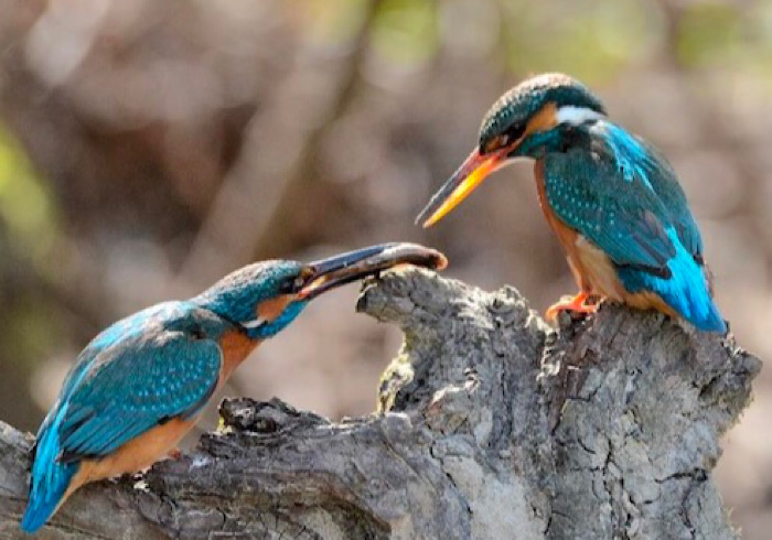 Minacce alla sopravvivenza del Martin Pescatore: un libro racconta come sta cambiando il suo ecosistema