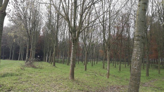Novara, a breve la piantumazione di 420 alberi in varie aree della città