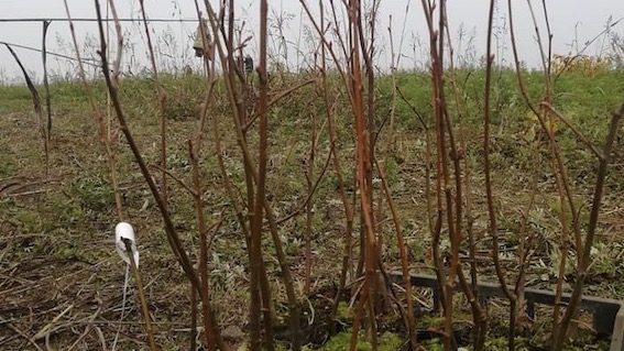 Oleggio: nuovi tigli per le api alla cava di San Giovanni
