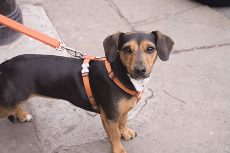  Covid-19 da Anpana, Enpa e Comune un servizio per l'assistenza degli animali domestici