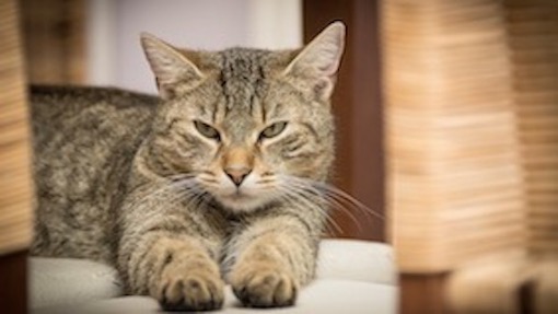 Trecate, microchip gratuito per gatti di proprietà