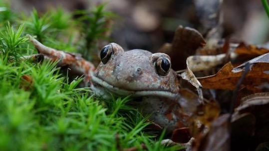 Ente Parco del Ticino Lago Maggiore partner del Progetto Life per la tutela del Pelobate Fosco Insubrico