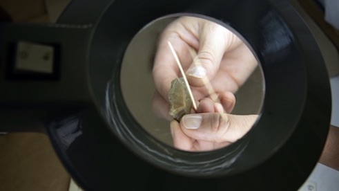 Biandrate, nuovo ritrovamento dallo scavo archeologico: anfora per la conservazione dell'olio, la prima del Piemonte