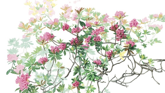 La mostra “Herbarium vagans” in arrivo sul lago d'Orta