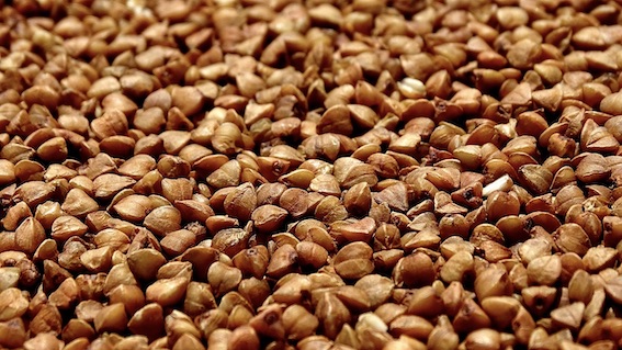  Coldiretti Piemonte, accordo di filiera sul grano saraceno per il mercato del senza glutine