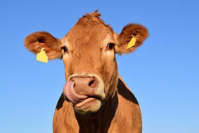  Coldiretti, chiesto alla Regione un tavolo di confronto per la grave situazione del comparto bovino da carne