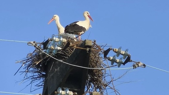 Momo, nido di cicogne su un palo della luce