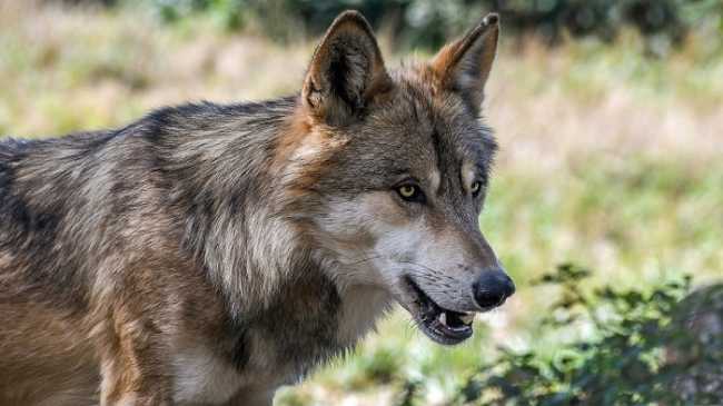 Lupi nel Novarese: nessun pericolo per l'uomo, esemplari in dispersione