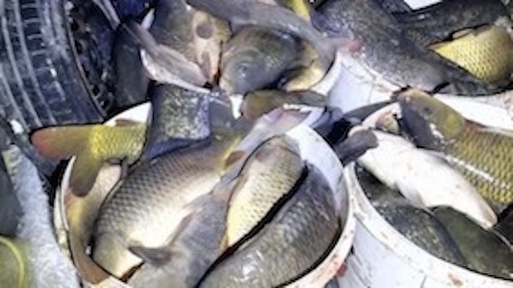 Trecate, pescano illegalmente nel Terdoppio: due denunce