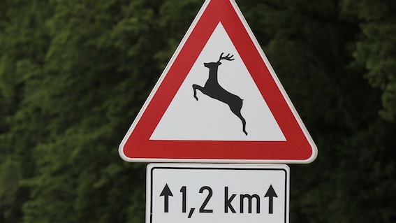 Fara Novarese, chiesti alla Provincia segnalatori luminosi di animali