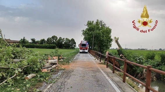 Novara, il Comune ha presentato il bilancio arboreo