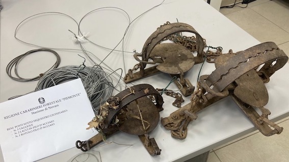 Briona, individuato chi aveva collocato la tagliola che aveva intrappolato una faina.  Sequestrato materiale