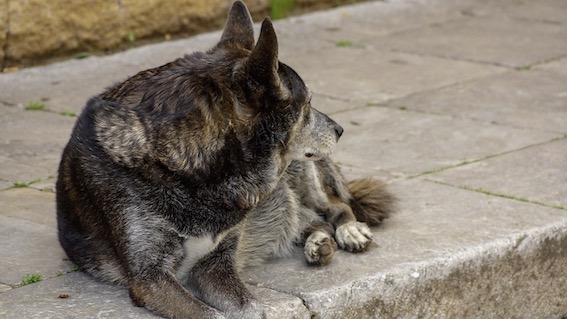 Novara, campagna contro l'abbandono degli animali