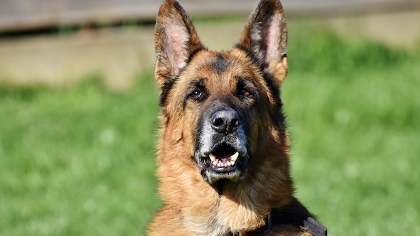 Novara, arriva il cane antiveleno