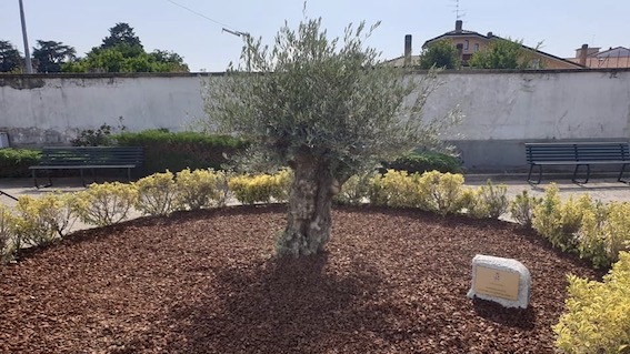 Galliate, dalla Pro Loco un ulivo in memoria delle vittime del covid