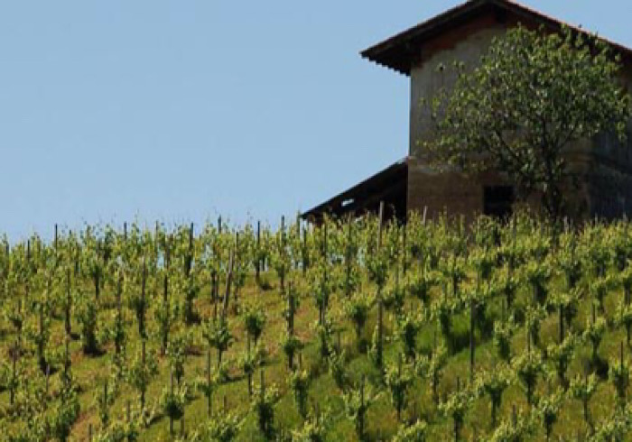 Il progetto “Vendemmia turistica e didattica” approda nelle colline novaresi 