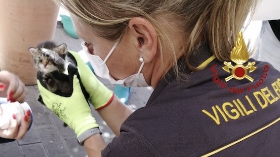 Gattino salvato dai vigili del fuoco: era caduto nel vano di un ascensore